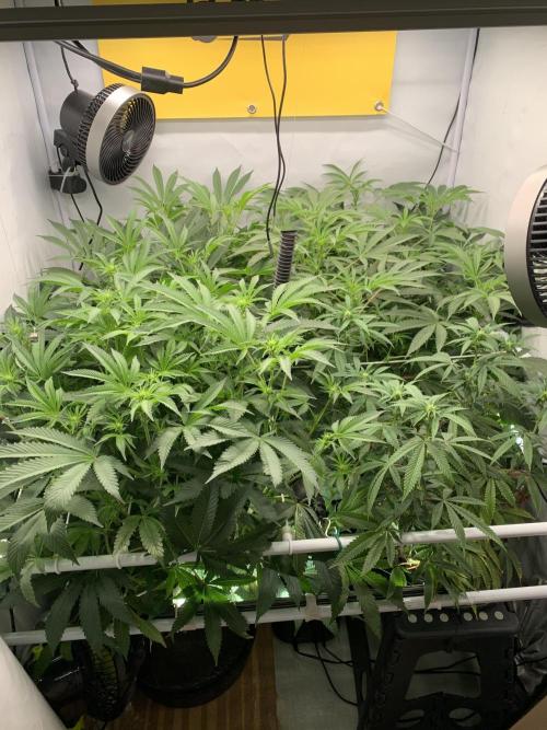7.Grow: Kmintz & Radical Juice. Week 14