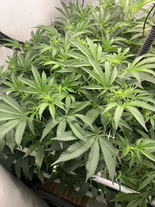 7.Grow: Kmintz & Radical Juice. Week 14