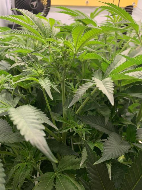 7.Grow: Kmintz & Radical Juice. Week 14