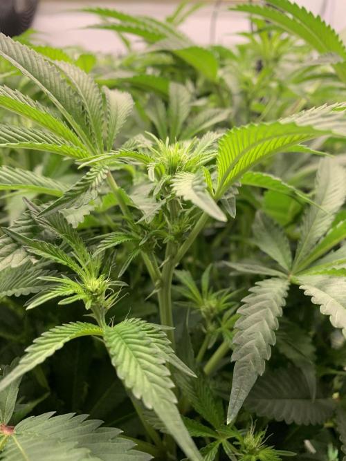 7.Grow: Kmintz & Radical Juice. Week 14