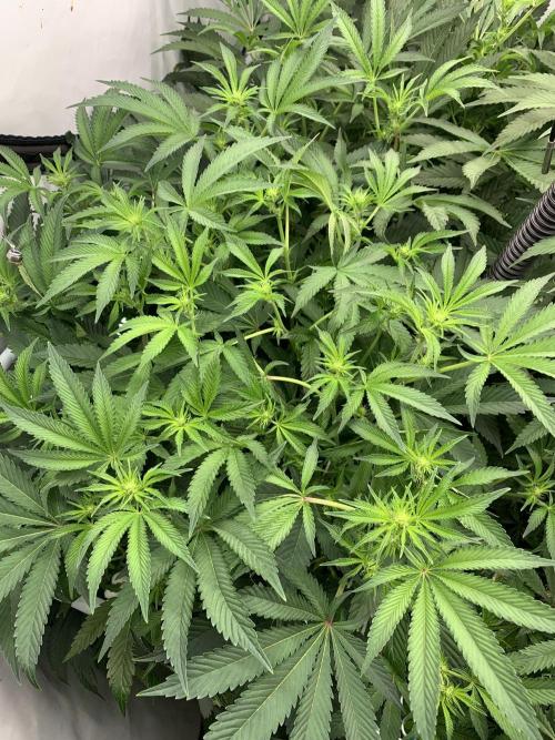 7.Grow: Kmintz & Radical Juice. Week 14