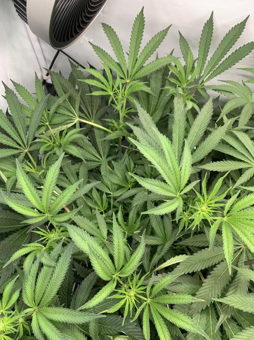 7.Grow: Kmintz & Radical Juice. Week 14