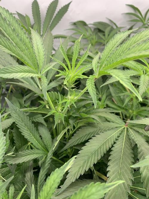 7.Grow: Kmintz & Radical Juice. Week 14