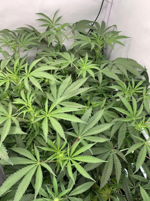 7.Grow: Kmintz & Radical Juice. Week 14