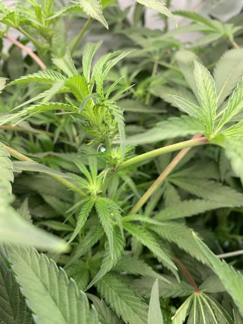 7.Grow: Kmintz & Radical Juice. Week 14