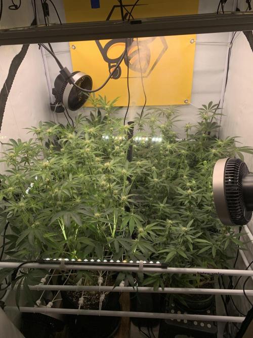 7.Grow: Kmintz & Radical Juice. Week 15 - 20.4.