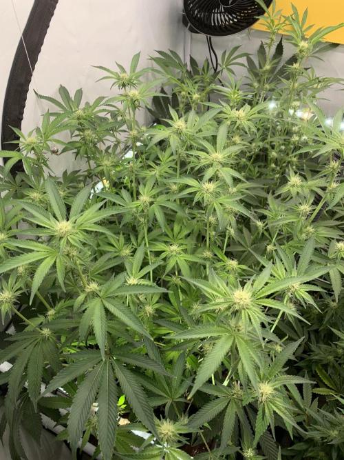 7.Grow: Kmintz & Radical Juice. Week 15 - 20.4./BT 22-Radical Juice #1
