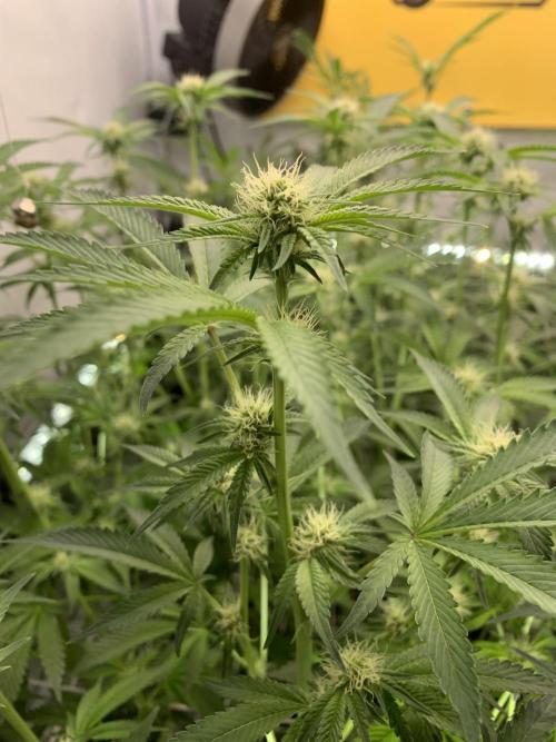 7.Grow: Kmintz & Radical Juice. Week 15 - 20.4./BT 22-Radical Juice #1