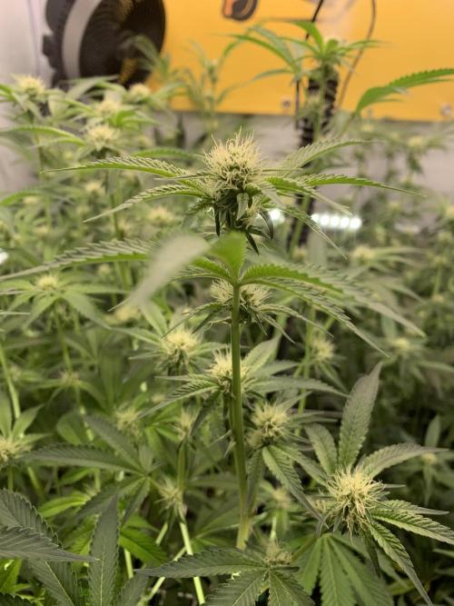 7.Grow: Kmintz & Radical Juice. Week 15 - 20.4./BT 22-Radical Juice #1