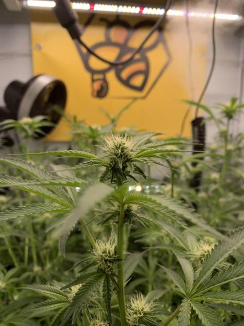 7.Grow: Kmintz & Radical Juice. Week 15 - 20.4./BT 22-Radical Juice #1