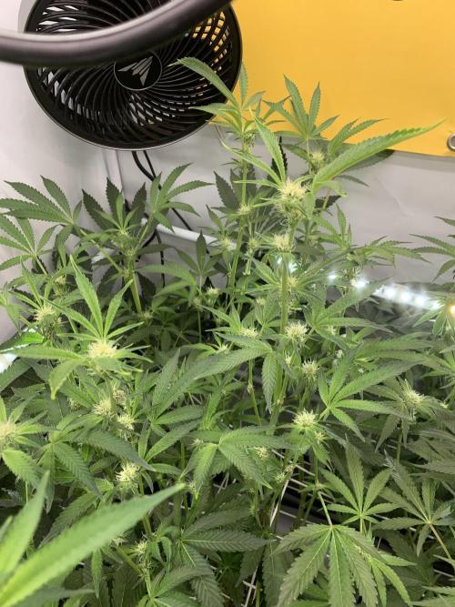 7.Grow: Kmintz & Radical Juice. Week 15 - 20.4./BT 22-Radical Juice #2
