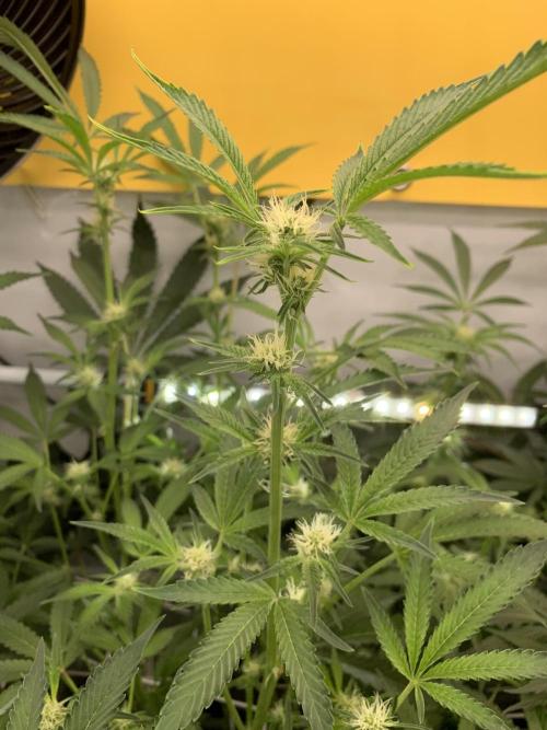 7.Grow: Kmintz & Radical Juice. Week 15 - 20.4./BT 22-Radical Juice #2