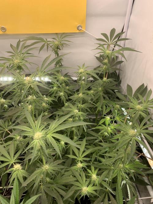 7.Grow: Kmintz & Radical Juice. Week 15 - 20.4./BT 22-Kmintz