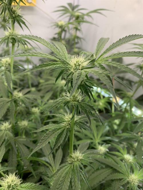 7.Grow: Kmintz & Radical Juice. Week 15 - 20.4./BT 22-Kmintz