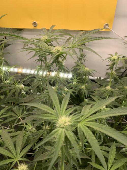 7.Grow: Kmintz & Radical Juice. Week 15 - 20.4./BT 22-Kmintz