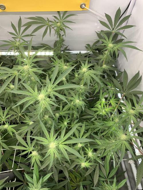 7.Grow: Kmintz & Radical Juice. Week 15 - 20.4./BT 22-Kmintz