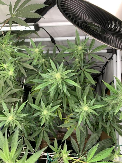 1.Bonsai: Lemon Cherry Runtz✌️. Week 23