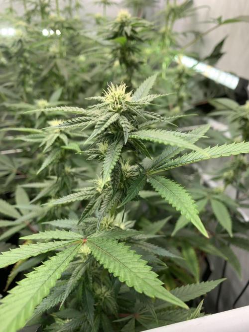 1.Bonsai: Lemon Cherry Runtz✌️. Week 23