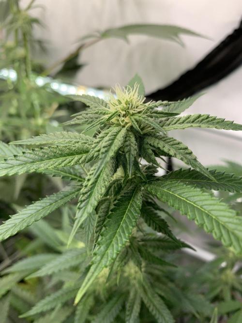 1.Bonsai: Lemon Cherry Runtz✌️. Week 23