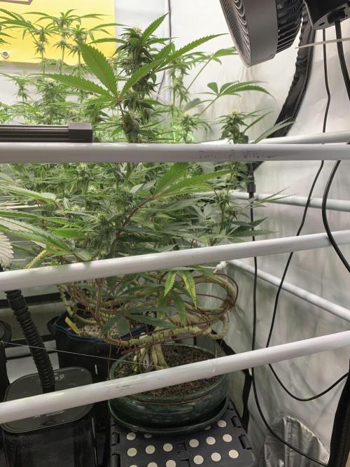 1.Bonsai: Lemon Cherry Runtz✌️. Week 23