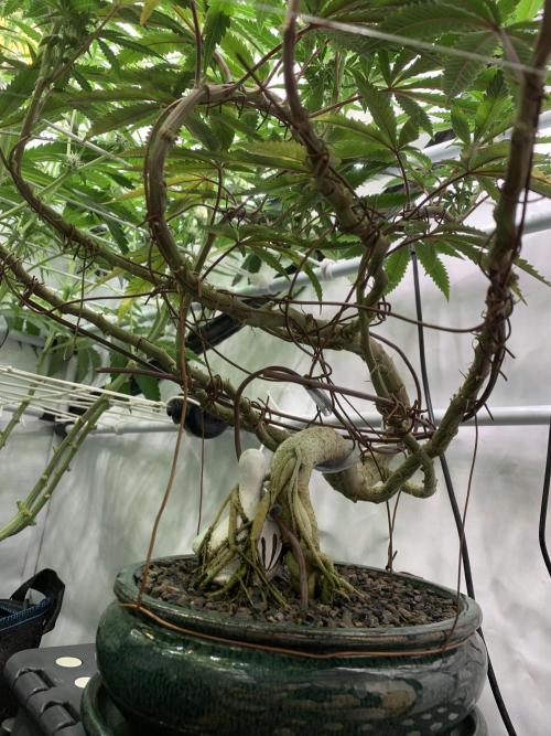 1.Bonsai: Lemon Cherry Runtz✌️. Week 23