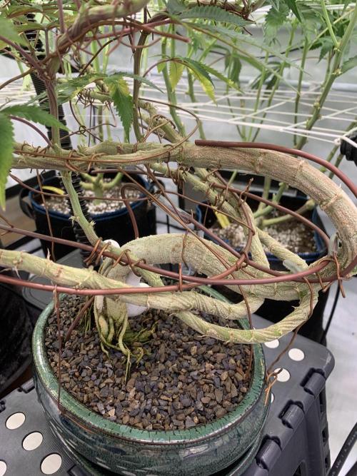 1.Bonsai: Lemon Cherry Runtz✌️. Week 23