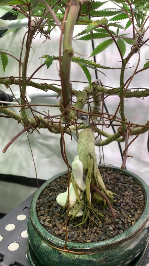 1.Bonsai: Lemon Cherry Runtz✌️