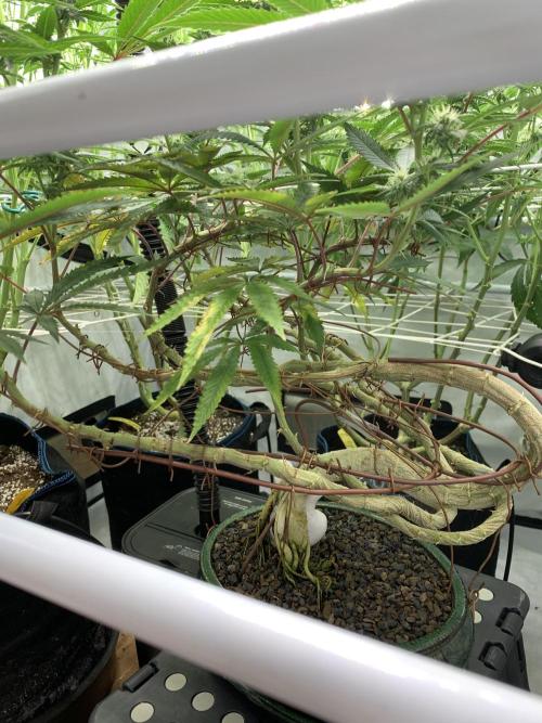 1.Bonsai: Lemon Cherry Runtz✌️. Week 23