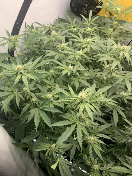 7.Grow: Kmintz & Radical Juice. Week 15 - 25.4./BT 27 Radical Juice #1