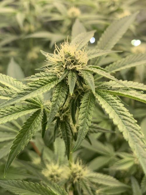 7.Grow: Kmintz & Radical Juice. Week 15 - 25.4./BT 27 Radical Juice #1
