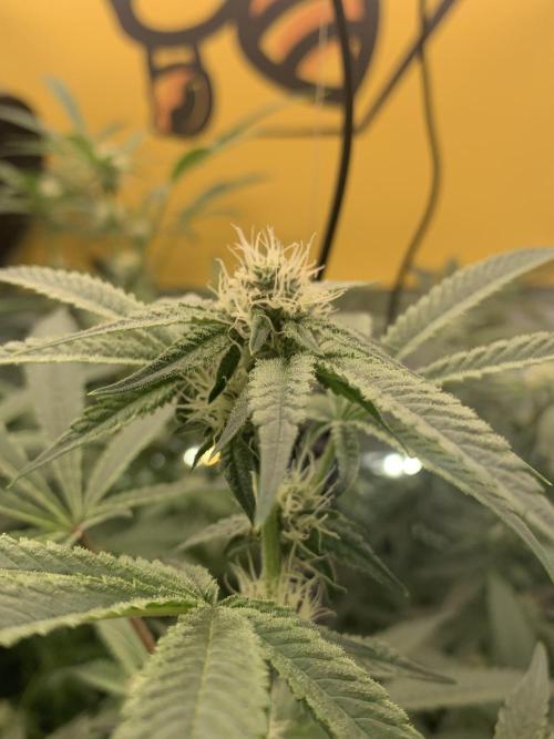 7.Grow: Kmintz & Radical Juice. Week 15 - 25.4./BT 27 Radical Juice #1