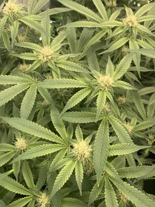 7.Grow: Kmintz & Radical Juice. Week 15 - 25.4./BT 27 Radical Juice #1