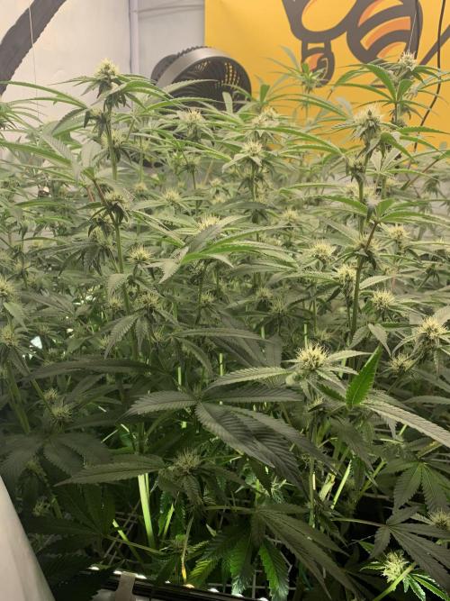 7.Grow: Kmintz & Radical Juice. Week 15 - 25.4./BT 27 Radical Juice #1