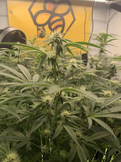 7.Grow: Kmintz & Radical Juice. Week 15 - 25.4./BT 27 Radical Juice #1