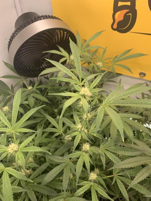 7.Grow: Kmintz & Radical Juice. Week 15 - 25.4./BT 27 Radical Juice #2