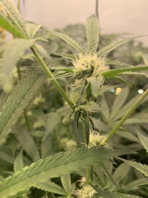 7.Grow: Kmintz & Radical Juice. Week 15 - 25.4./BT 27 Radical Juice #2