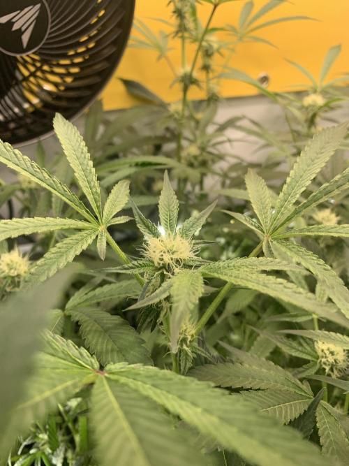7.Grow: Kmintz & Radical Juice. Week 15 - 25.4./BT 27 Radical Juice #2