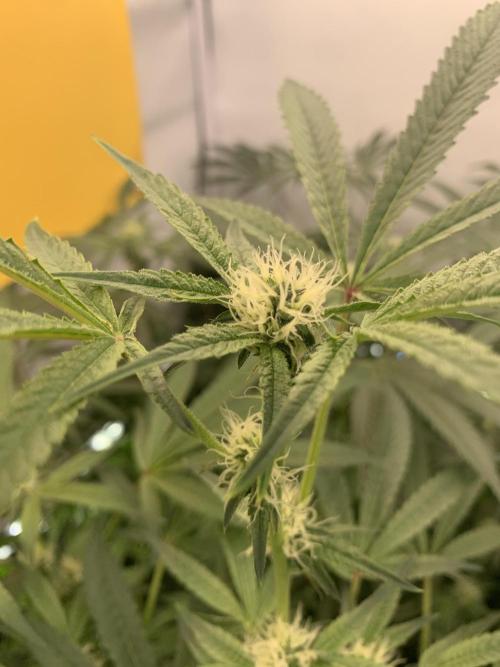 7.Grow: Kmintz & Radical Juice. Week 15 - 25.4./BT 27 Radical Juice #2