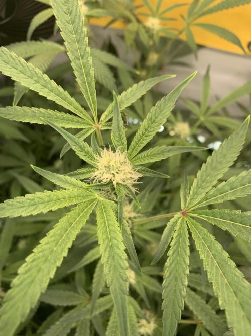 7.Grow: Kmintz & Radical Juice. Week 15 - 25.4./BT 27 Radical Juice #2