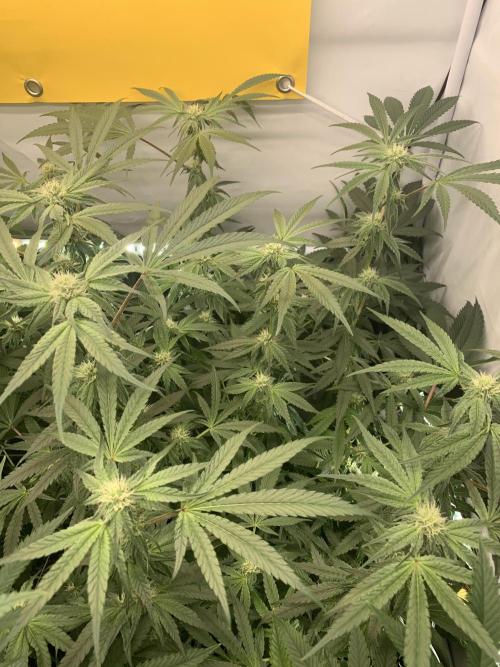 7.Grow: Kmintz & Radical Juice. Week 15 - 25.4./BT 27 Kmintz