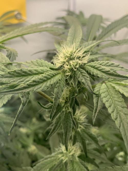 7.Grow: Kmintz & Radical Juice. Week 15 - 25.4./BT 27 Kmintz
