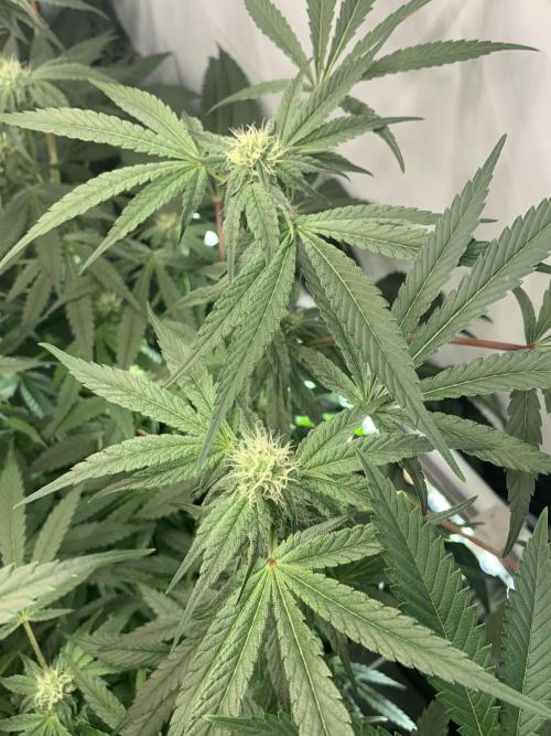 7.Grow: Kmintz & Radical Juice. Week 15 - 25.4./BT 27 Kmintz