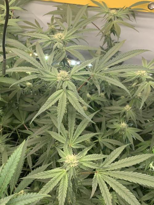 7.Grow: Kmintz & Radical Juice. Week 15 - 25.4./BT 27 Kmintz