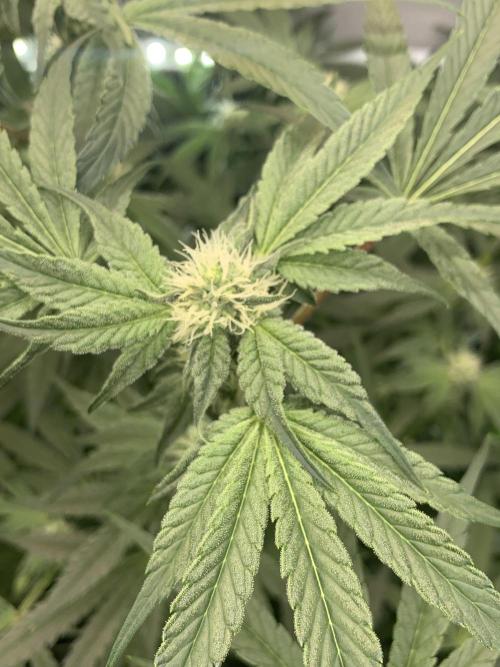 7.Grow: Kmintz & Radical Juice. Week 15 - 25.4./BT 27 Kmintz
