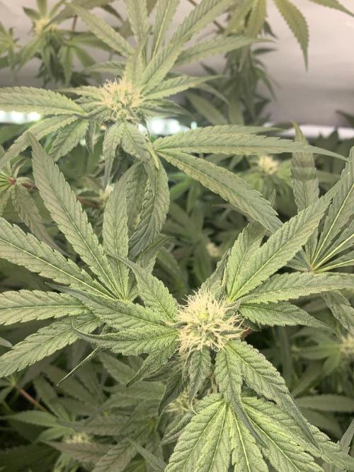 7.Grow: Kmintz & Radical Juice. Week 15 - 25.4./BT 27 Kmintz