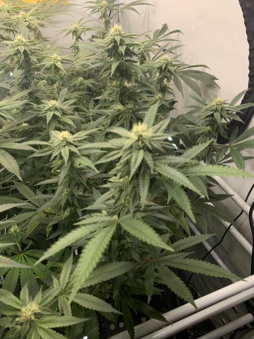 1.Bonsai: Lemon Cherry Runtz✌️. Week 23 - 25.4./BT 27