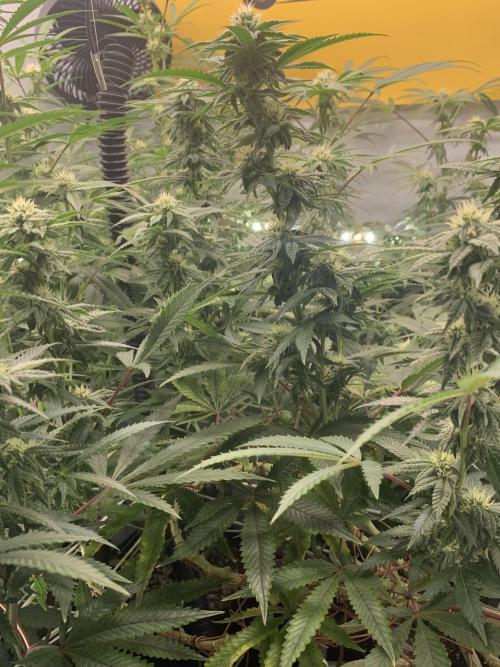 1.Bonsai: Lemon Cherry Runtz✌️. Week 23 - 25.4./BT 27