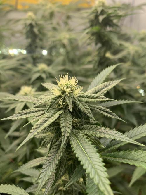 1.Bonsai: Lemon Cherry Runtz✌️. Week 23 - 25.4./BT 27