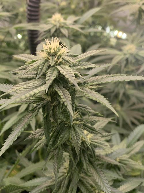 1.Bonsai: Lemon Cherry Runtz✌️. Week 23 - 25.4./BT 27