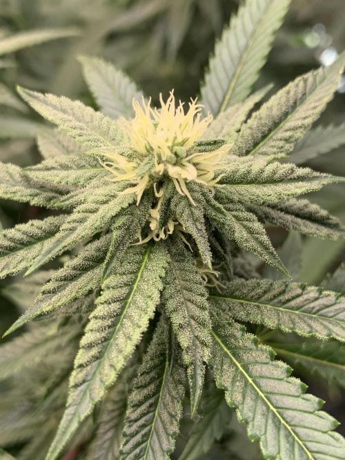 1.Bonsai: Lemon Cherry Runtz✌️. Week 23 - 25.4./BT 27